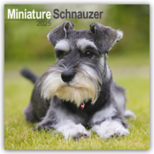 Miniature Schnauzer - Zwergschnauzer 2025 - 16-Monatskalender – Avonside Publishing Ltd naptár, kalendárium