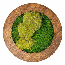  Moha és zuzmó falikép, kör alakú, mahagóni színű keretben (35 cm) grafika, keretezett kép