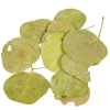  Moneta levél mohazöld 8,5dkg/csom