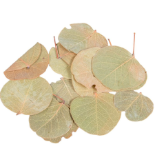  Moneta levél natúr 10dkg/csom dekorációs kellék