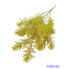  Műzöld díszítő bokor - Sárgás Zöld