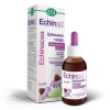  Natur Tanya Esi Echinaid csepp