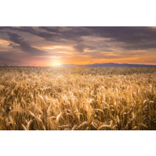  Natura36 öntapadó és mosható fali tapéta, 250 x 200 cm tapéta, díszléc és más dekoráció
