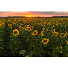  Natura41 öntapadós és mosható fali tapéta, 350 x 200 cm tapéta, díszléc és más dekoráció
