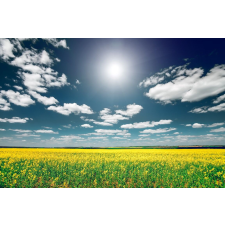  Natura65 öntapadó és mosható fali tapéta, 250 x 200 cm tapéta, díszléc és más dekoráció