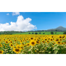  Natura79 öntapadós és mosható fali tapéta, 300 x 200 cm tapéta, díszléc és más dekoráció