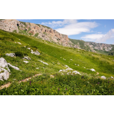  Natura90 öntapadós és mosható fali tapéta, 350 x 200 cm tapéta, díszléc és más dekoráció