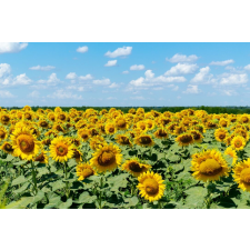  Natura96 öntapadó és mosható fali tapéta, 250 x 200 cm tapéta, díszléc és más dekoráció