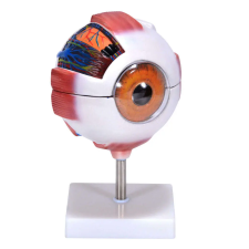 OEM Anatómiai Szemmodell - 7 Részes - 6x Nagyítás oktatójáték