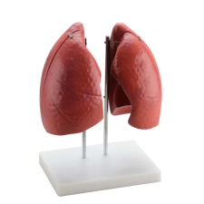 OEM Anatómiai Tüdőmodell - 4 Rész - Élethű - 57x46x62cm oktatójáték