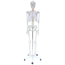 OEM Emberi csontváz, Stan - 180 cm oktatójáték