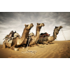  Öntapadó és mosható falfestmény Animal36 Camels, 300 x 200 cm