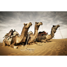  Öntapadó és mosható falfestmény Animal36 Camels, 300 x 200 cm tapéta, díszléc és más dekoráció