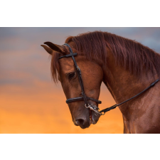  Öntapadó és mosható falfestmény Animal47 Ló alkonyatban, 350 x 200 cm tapéta, díszléc és más dekoráció