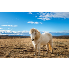  Öntapadó és mosható falfestmény Animal48 Izlandi ló, 250 x 150 cm tapéta, díszléc és más dekoráció