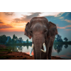  Öntapadó és mosható falfestmény Animal52 Elefánt a víz közelében, 250 x 150 cm
