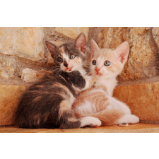  Öntapadó és mosható falfestmény Cat17 Két golyó, 250 x 200 cm tapéta, díszléc és más dekoráció