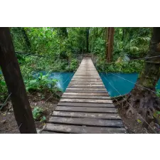  Öntapadó és mosható falfestmény Costa Rica erdőtalaj, 250 x 150 cm tapéta, díszléc és más dekoráció