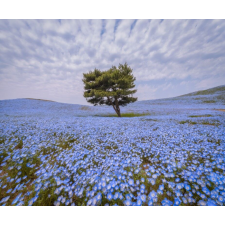 Öntapadó és mosható falfestmény Fa kék mezőben, 300 x 200 cm tapéta, díszléc és más dekoráció