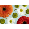  Öntapadó és mosható falfestmény Flori162 Gerberák és százszorszépek, 200 x 150 cm