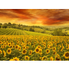  Öntapadó és mosható falfestmény Naplemente a napraforgó felett, 250 x 150 cm