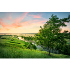  Öntapadó és mosható falfestmény Natura174 Valley akácos, 350 x 200 cm tapéta, díszléc és más dekoráció