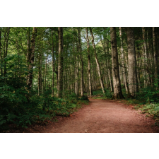  Öntapadó és mosható falfestmény Padure63 pályával, 200 x 150 cm tapéta, díszléc és más dekoráció