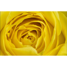  Öntapadó és mosható falfestmény Sárga rózsa, 300 x 250 cm tapéta, díszléc és más dekoráció