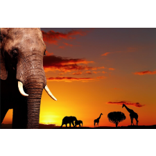  Öntapadó és mosható falfestmény Savannah alkonyatkor, 350 x 250 cm tapéta, díszléc és más dekoráció