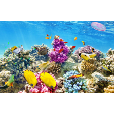  Öntapadó és mosható falfestmény Víz alatti világ 4, 250 x 150 cm tapéta, díszléc és más dekoráció