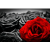  Öntapadó és mosható falfestmény Vörös rózsa, fekete rózsák, 200 x 150 cm