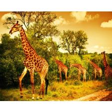  Öntapadó és mosható falfestmény Zsiráfok a szavannán, 300 x 250 cm tapéta, díszléc és más dekoráció