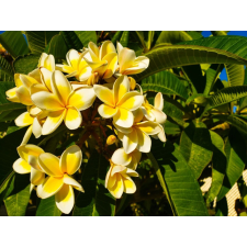  Öntapadó és mosható fali tapéta Flori54, 200 x 150 cm tapéta, díszléc és más dekoráció