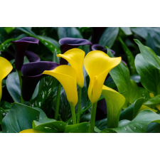  Öntapadó és mosható fali tapéta Flori58, 300 x 200 cm tapéta, díszléc és más dekoráció