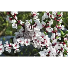  Öntapadó és mosható fali tapéta Flori74, 250 x 150 cm tapéta, díszléc és más dekoráció