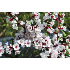  Öntapadó és mosható fali tapéta Flori74, 250 x 150 cm tapéta, díszléc és más dekoráció