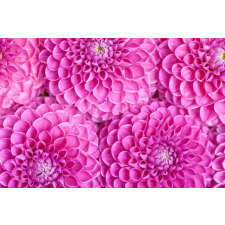  Öntapadó és mosható fali tapéta Flori76, 200 x 150 cm tapéta, díszléc és más dekoráció