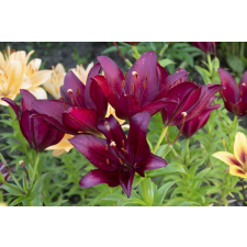  Öntapadó és mosható fali tapéta Flori77, 300 x 200 cm tapéta, díszléc és más dekoráció