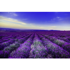  Öntapadó és mosható fali tapéta Levendula1, 200 x 150 cm tapéta, díszléc és más dekoráció