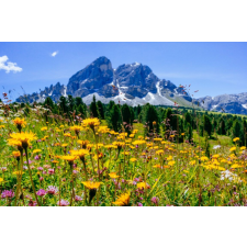  Öntapadó és mosható fali tapéta Natura101, 250 x 200 cm tapéta, díszléc és más dekoráció