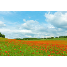 Öntapadó és mosható fali tapéta Natura147, 300 x 200 cm tapéta, díszléc és más dekoráció