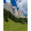  Öntapadó és mosható fali tapéta Natura47, 150 x 205 cm