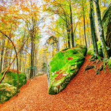  Öntapadó és mosható fali tapéta Padure29, 250 x 200 cm tapéta, díszléc és más dekoráció