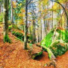  Öntapadó és mosható fali tapéta Padure30, 250 x 200 cm tapéta, díszléc és más dekoráció