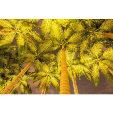 Öntapadó és mosható fali tapéta Pálmafák reflektorban, 300 x 250 cm tapéta, díszléc és más dekoráció