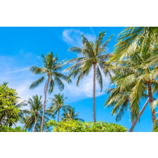  Öntapadó és mosható fali tapéta Palmieri40, 250 x 200 cm tapéta, díszléc és más dekoráció