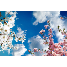  Öntapadó és mosható fali tapéta Tavaszi fák, 350 x 200 cm tapéta, díszléc és más dekoráció