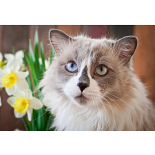  Öntapadó és mosható falikép Cat16, 200 x 150 cm tapéta, díszléc és más dekoráció