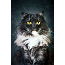  Öntapadó és mosható falikép Cat9, 150 x 205 cm tapéta, díszléc és más dekoráció