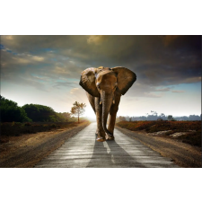  Öntapadó és mosható falikép Elephant Road, 300 x 200 cm tapéta, díszléc és más dekoráció